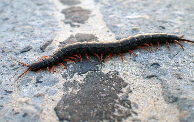 centipede_pest_control_in_seychelles
