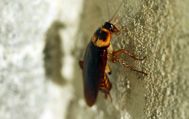 cockroach_pest_control_in_seychelles