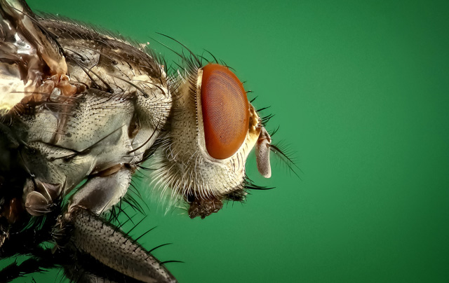 flies_pest_control_in_seychelles
