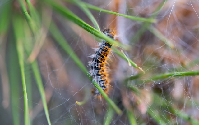 hairy_caterpillar_pest_control_in_seychelles