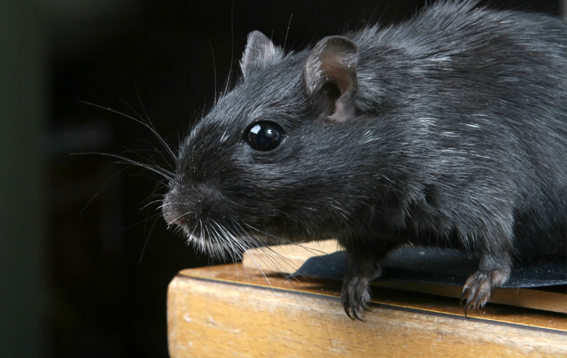 rats_mice_pest_control_in_seychelles