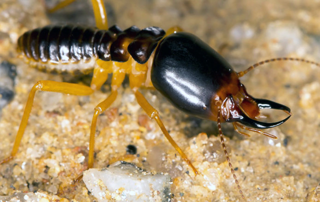 termites_pest_control_in_seychelles