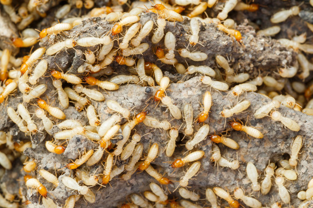 pest-control-in_seychelles_eradicate_termites