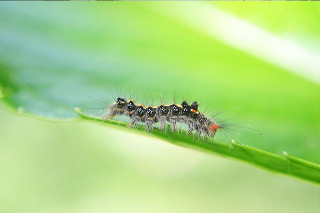 pest-control-in_seychelles_hairy_caterpillar_