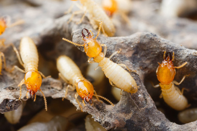 pest-control-in_seychelles_termites_construction