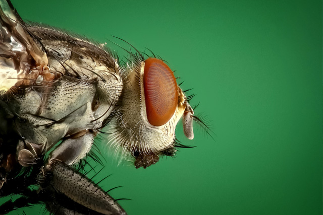 pest-control-in_seychelles_flies_in_seychelles