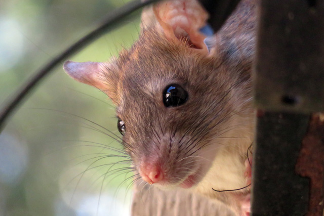 pest-control-in_seychelles_rodents_mice