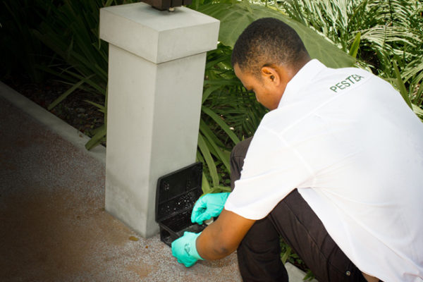 pest-control-in_seychelles_rodents_rats_mice